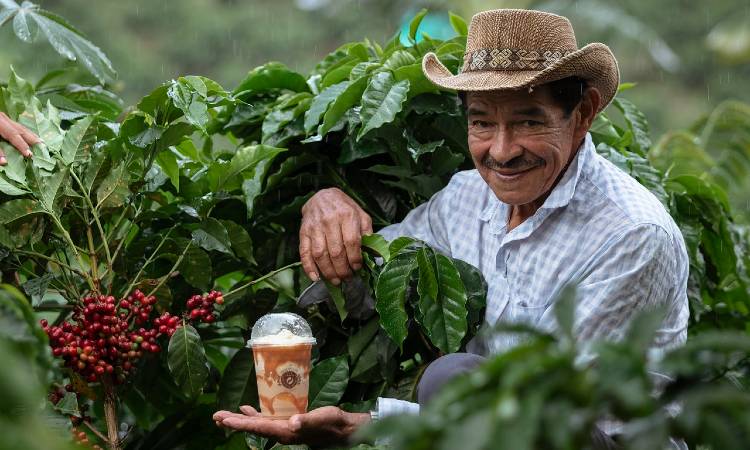 Caficultor colombiano recolectando granos maduros de café en una finca de montaña durante la cosecha.